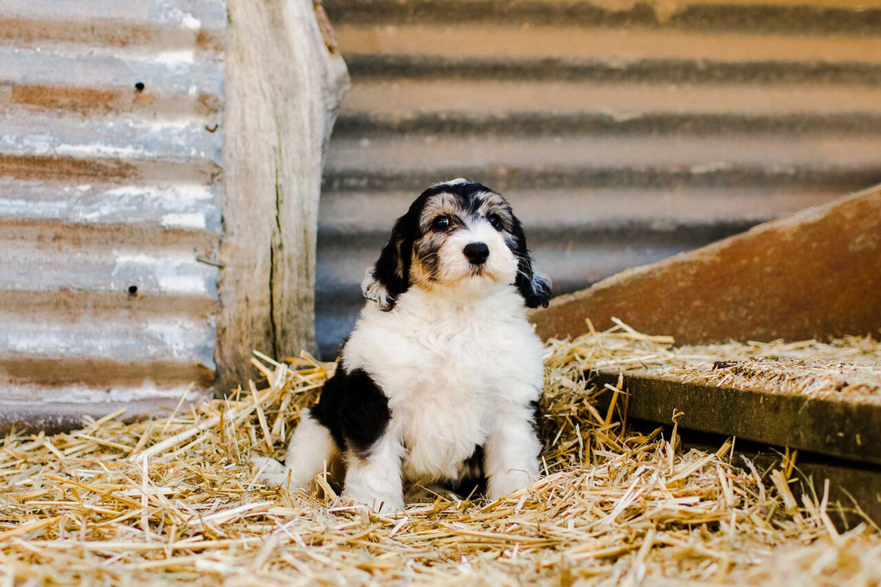 Gallery Australian Bernedoodles Australia Bernedoodle Puppies for Sale