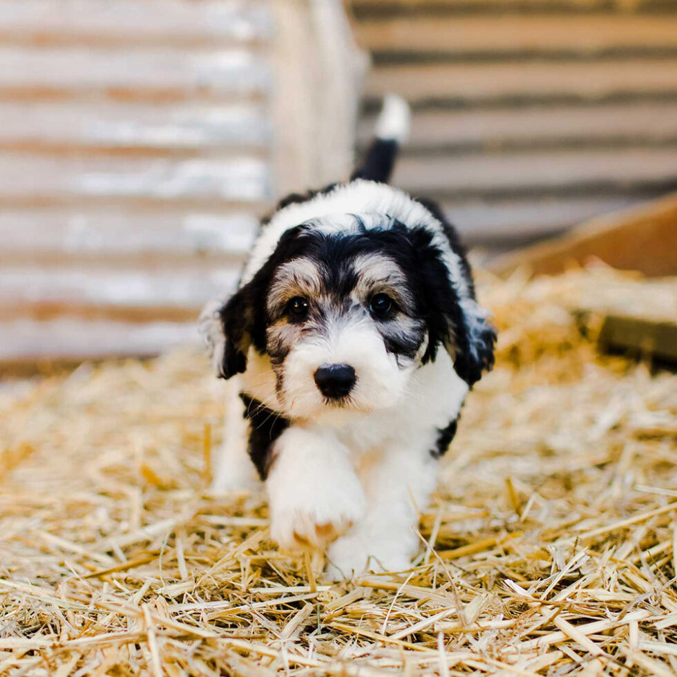 About Us Australian Bernedoodles Australia Bernedoodle Puppies for Sale