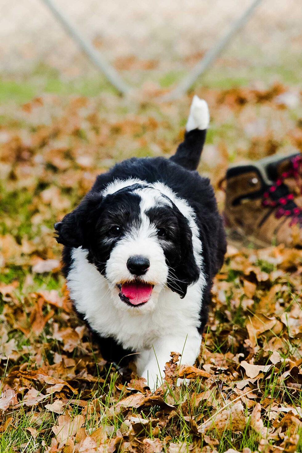 Home Australian Bernedoodles Australia Bernedoodle Puppies for Sale
