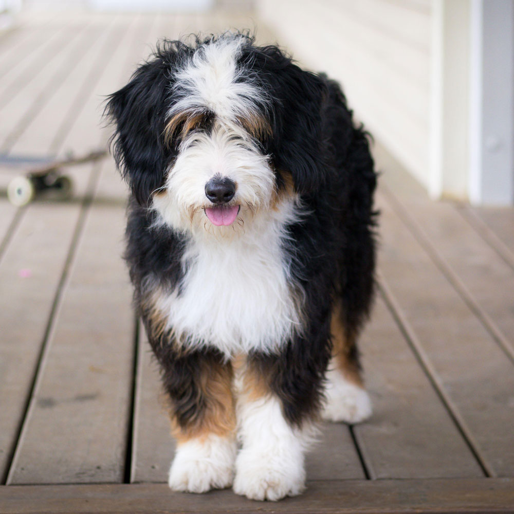 Our Breed | Australian Bernedoodles Australia | Bernedoodle Puppies for ...