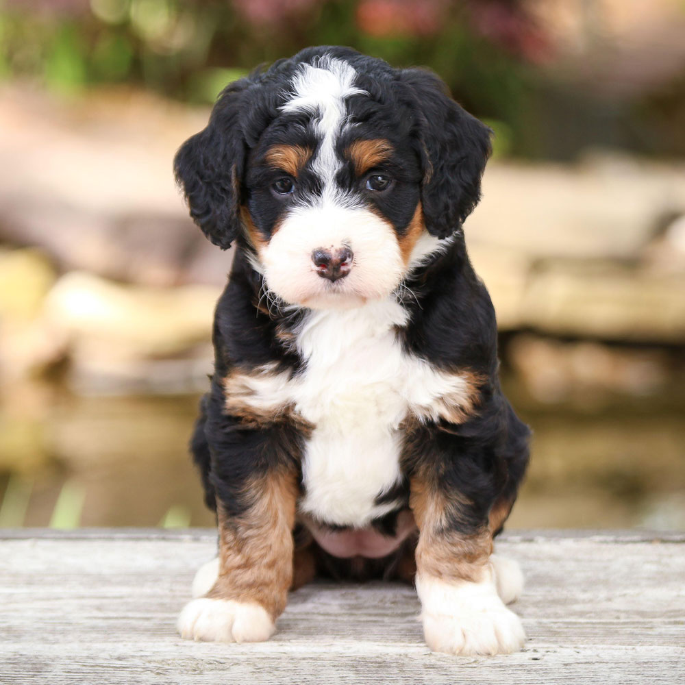 Bernese mountain store doodle for sale